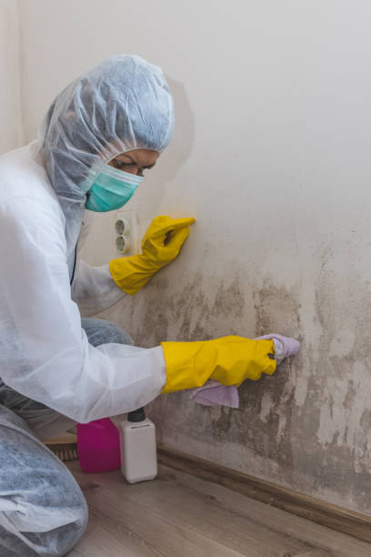Best Comprehensive Air Testing for Mold Contaminants  in Sughter, LA
