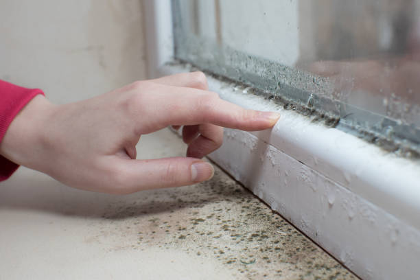 Best Real Estate Mold Inspection  in Sughter, LA
